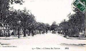 TAHER - AVENUE DES PALMIERS - 1911